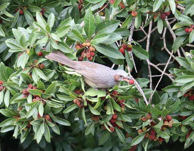 樹上で、やまももく～、ゴール！ - 兵庫県立人と自然の博物館（ひとは